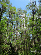 Everglades trees Photograph by David McKinney Everglades trees Photograph by David McKinney