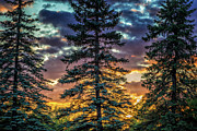 Evergreen Photograph by Becqi Sherman