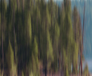 Evergreen Blur Photograph by Dan Sproul Evergreen Blur Photograph by Dan Sproul
