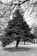 Evergreen in black and white Photograph by Bentley Davis Evergreen in black and white Photograph by Bentley Davis