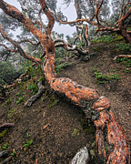 Evergreen Polylepis tree on the rocky slopes of the Chimborazo v Photograph by Henri Leduc