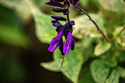 Exploring Beauty Up Close - The Enchanting Salvia guaranitica - Hummingbird Sage Photograph by Brigitte Blanchette Thompson Exploring Beauty Up Close - The Enchanting Salvia guaranitica - Hummingbird Sage Photograph by Brigitte Blanchette Thompson
