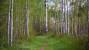 Exploring Spring Trails - Methow Valley Landscape Art Mixed Media by Omaste Witkowski
