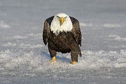 Eye on me eagle. Photograph by Rudy Viereckl