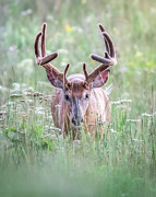 Eyes Forward Photograph by James Overesch