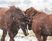 Facing it Together Photograph by Mary Hone