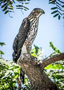 Falcon Photograph by William Gunn Falcon Photograph by William Gunn