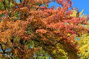 Fall Autumn Photo 137 Photograph by Lucie Dumas