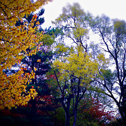 Fall Colors Photograph by Frank J Casella
