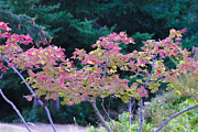Fall Colors in the Forest Photograph by Geno Fall Colors in the Forest Photograph by Geno