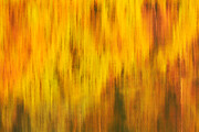 Yeti Photography - Fall Colours Art Photograph by David Jennings Yeti Photography - Fall Colours Art Photograph by David Jennings