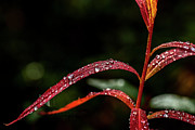 Fall Diamonds Photograph by Fred Denner