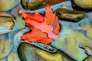 Fall Float Painting Photograph by Debra and Dave Vanderlaan