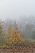 Fall Foliage in the Fog Photograph by Amfmgirl Photography