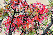 Fall Foliage Painted Photograph by Bentley Davis Fall Foliage Painted Photograph by Bentley Davis
