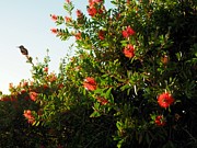 Fall Humming Bird Sunrise Photograph by Richard Thomas Fall Humming Bird Sunrise Photograph by Richard Thomas