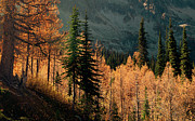 Fall in the Mountains Photograph by Ursula Abresch