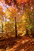 Fall Is In The Air Photograph by Denise Harty Fall Is In The Air Photograph by Denise Harty