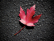 Fall Maple Leaf Photograph by Charles Floyd Fall Maple Leaf Photograph by Charles Floyd