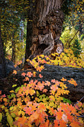 Fall Overfloweth Photograph by Cory Milligan