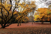 Fall Trees in the Park Photograph by Sharon Popek