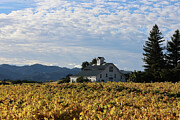 Fall Vineyard 1 Photograph by Curt Brashear