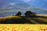 Fall Vineyard 3 Photograph by Curt Brashear