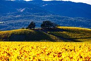 Fall Vineyard 4 Photograph by Curt Brashear