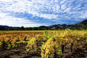 Fall Vineyard 7 Photograph by Curt Brashear