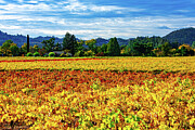 Fall Vineyard 6 Photograph by Curt Brashear