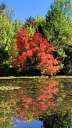 Fall_17 Photograph by Mark Jackson