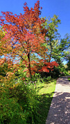 Fall_18 Photograph by Mark Jackson