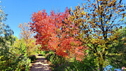 Fall_26 Photograph by Mark Jackson