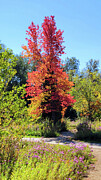 Fall_32 Photograph by Mark Jackson