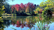 Fall_7 Photograph by Mark Jackson