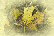 Fallen leaf Photograph by Bentley Davis Fallen leaf Photograph by Bentley Davis