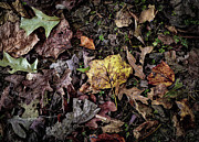 Fallen Leaves Photograph by Veronica Batterson Fallen Leaves Photograph by Veronica Batterson