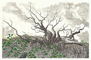 Fallen Oak Tree Drawing by Jonathan Baldock