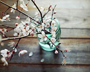 Fallen Petals Photograph by Lupen Grainne