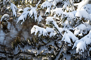 Fallen Tree Under Fallen Snow Photograph by Linda Bonaccorsi