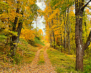 Fall's Path Home Photograph by Lee Darnell