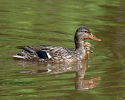Family of Mallard Ducks DWF0241 Photograph by Gerry Gantt