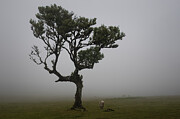 Fanal - Grazing Photograph by Joanne Eastope