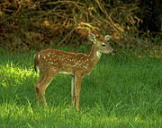 Fawn Photograph by Cathy Kovarik Fawn Photograph by Cathy Kovarik