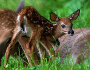 Fawn Photograph by Regina Muscarella Fawn Photograph by Regina Muscarella