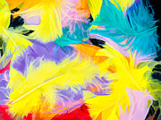 Feather Fall Photograph by Jim Signorelli