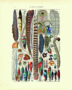 Feather illustration on antique book page Digital Art by Madame Memento