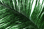 Feather plumage green texture Photograph by Severija Kirilovaite