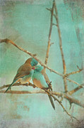Feathered Secrets Photograph by Jill Love