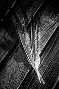 Feathers and Wood Photograph by Cate Franklyn
